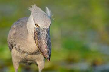 Shoebill close up portrait