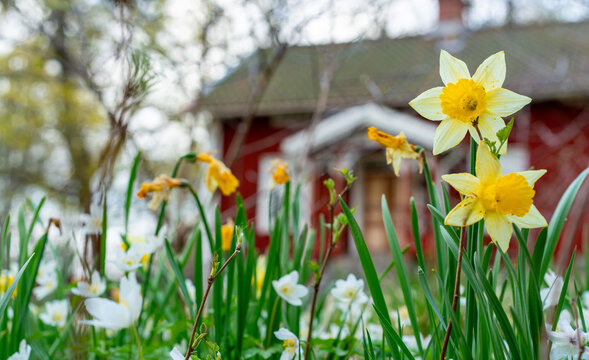 Daffodil flowers blossom in Sweden countryside with traditional red torp swedish cottage house in background.