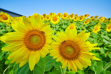 Fototapeta premium Two bees pollinating close up sunflowers amid large field of yellow flowers