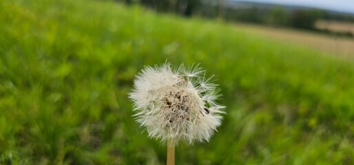 A flowering dandelion (Taraxacum) with its seeds.