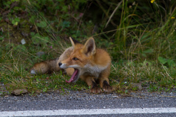 Fox