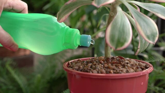 Gardening. View of a caucasian female hand irrigating an Aeonium sunburst succulent plant, also known as Copper Pinwheel, growing in a pot in the balcony.