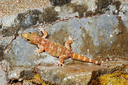 Mediterranean house gecko // Europ&auml;ischer Halbfinger (Hemidactylus turcicus) - Peloponnese, Greece