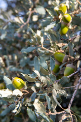Beautiful oak acorns at the beginning of a rainy autumn. Querqus Ilex