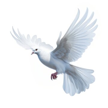 White dove in flight on a white background