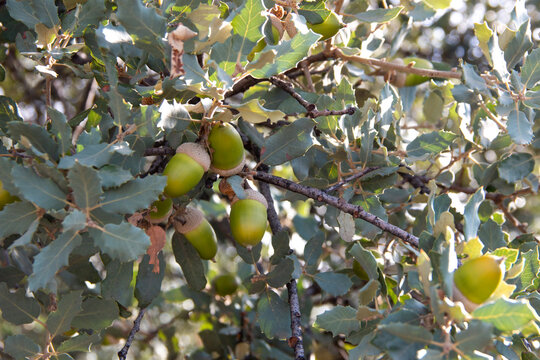 Beautiful oak acorns at the beginning of a rainy autumn. Querqus Ilex