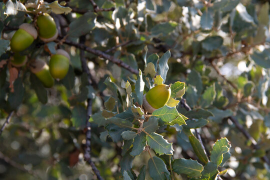Beautiful oak acorns at the beginning of a rainy autumn. Querqus Ilex