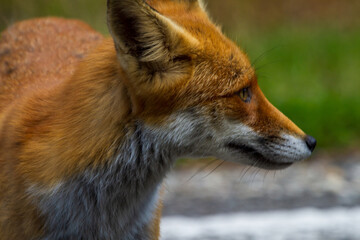 Fox on a street