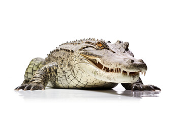 Obraz premium Crocodile isolated on white background