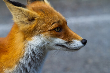 Fototapeta premium Fox on a street