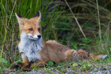 Fox on a street