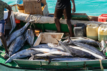 A Skiff, full of newly caught yellowfin Tuna fish, arriving to the Pier