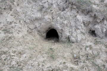 Alpine marmot burrow.