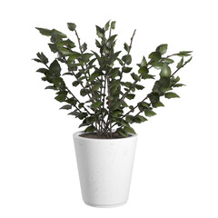 plant in a pot On transparent background PNG file. Can be used for invitations, greeting, wedding card	
