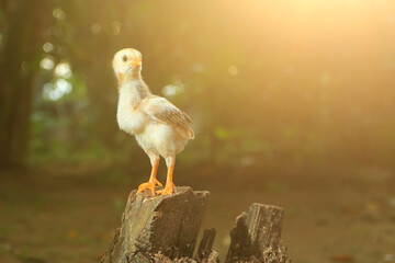 chick perched on a piece of wood with bokeh background