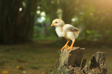 chick perched on a piece of wood with bokeh background - Powered by Adobe