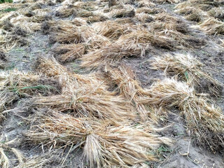Harvested barley bunches lying in field.