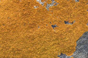 Rock covered by orange Lichen. 