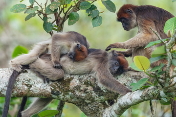 Ugandan Red colubus monkey