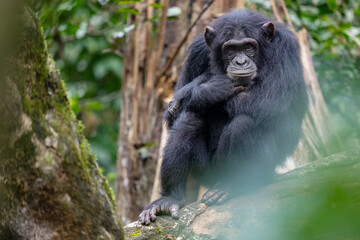 Chimpanzee in the forest