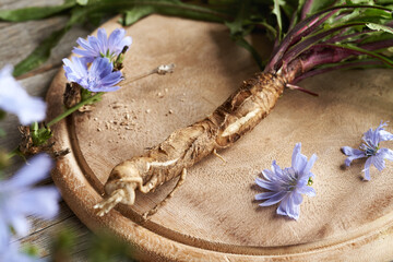 Fresh wild chicory root on a table, close up - obrazy, fototapety, plakaty