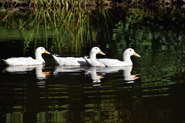 Drei weiße Gänse auf einem See