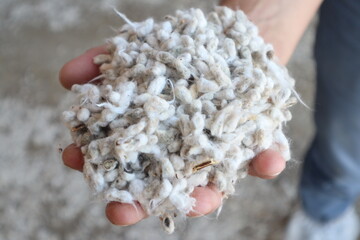 cotton seed