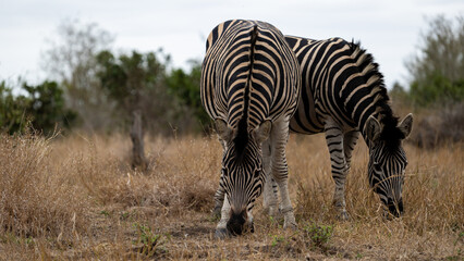 Fototapeta na wymiar zebras in the wild closeup