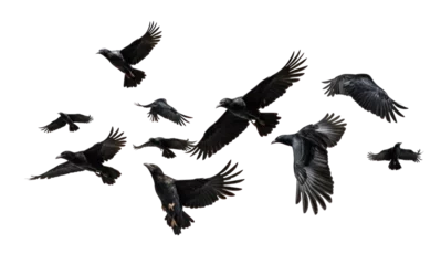 Fotobehang flock of flying crows , png file of isolated cutout object on transparent background. © Аrtranq