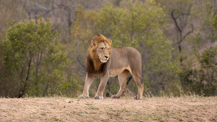 Big male lion close-up