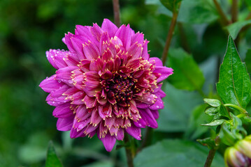 Obraz premium Gorgeous dahlia flower in real garden. Shallow depth of field.
