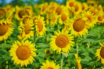 Close up of green and yellow field of sunflowers