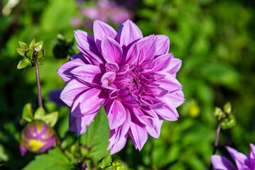 Obraz premium Gorgeous dahlia flower in real garden. Shallow depth of field.