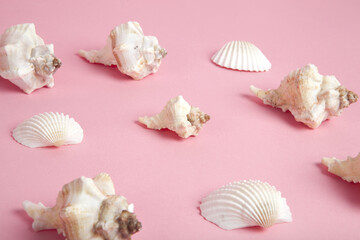 Many conch shell on a pink background