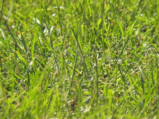 Grass close-up