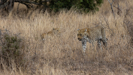 leopardess and her sub adult cub 