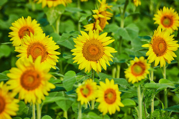 Green and yellow field of sunflowers close up