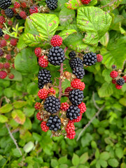 red and black blackberries in summer - 650700284