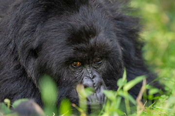 Mountain gorilla close up portrait
