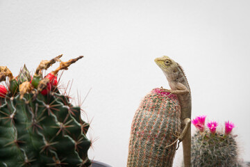 golden brown skinned chameleon perched