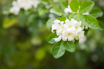 Close up Beautiful white orange jasmine (Murraya paniculata) flowers blooming