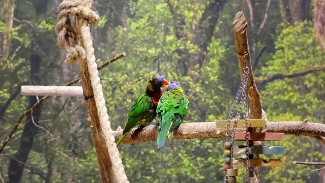 Couple of green parrots perched on a branch that kiss each other. Falling in love. Bird love. Rainbow color. Kissing animal pair. Valentines day. Trichoglossus moluccanus. Wildlife.