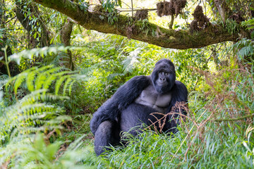 Mountain gorilla