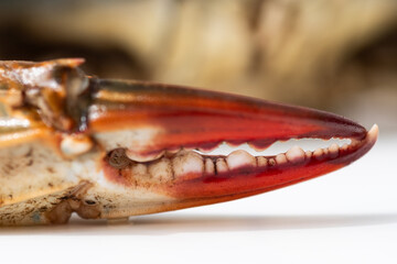 cooked crab on white background