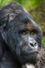 Naklejka premium Mountain gorilla