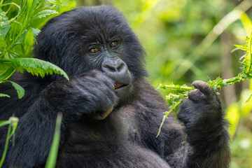Mountain gorilla
