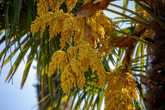 Selective focus a bunch of young flowers on the tree, Golden yellow fruits of Trachycarpus fortunei, Chinese windmill or Chusan palm is a species of hardy evergreen palm tree in the family Arecaceae.