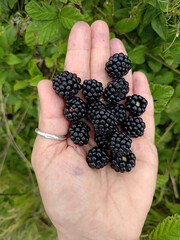 black blackberries in summer - 650702411