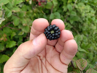 black blackberries in summer - 650702420