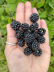black blackberries in summer - 650702429